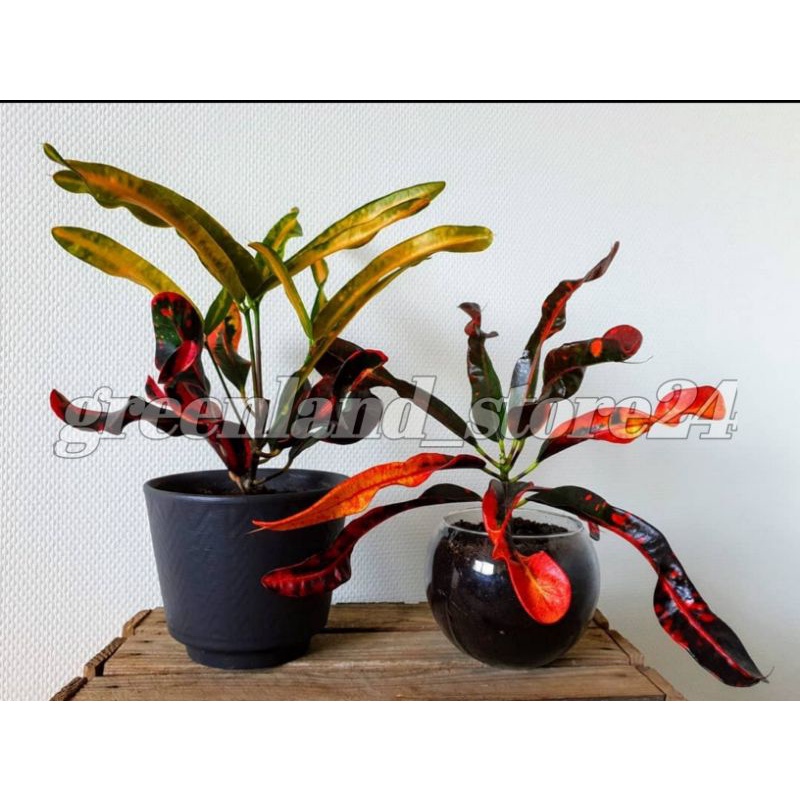 tanaman hias puring cakwe - bibit puring cakwe - tanaman hias puring - puring cakwe