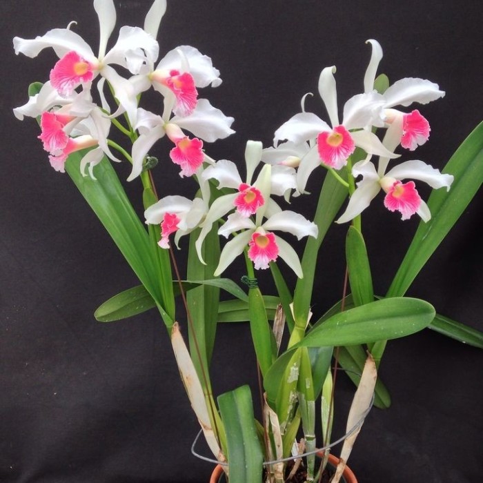 Tanaman hias bunga anggrek dendrobium pink white love