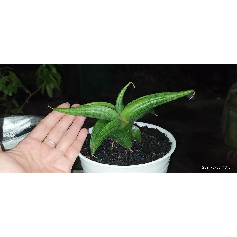 sanseviera lost id 01 sansevieria