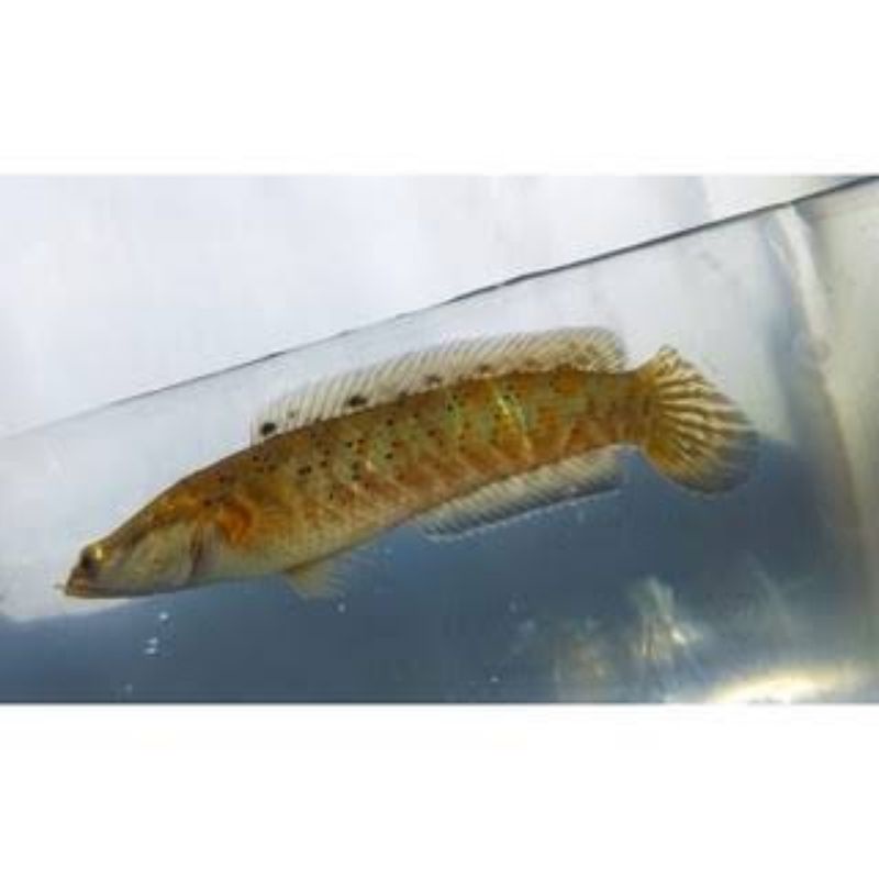 Channa pulchra Red strip