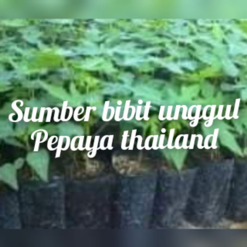 bibit pepaya thailand