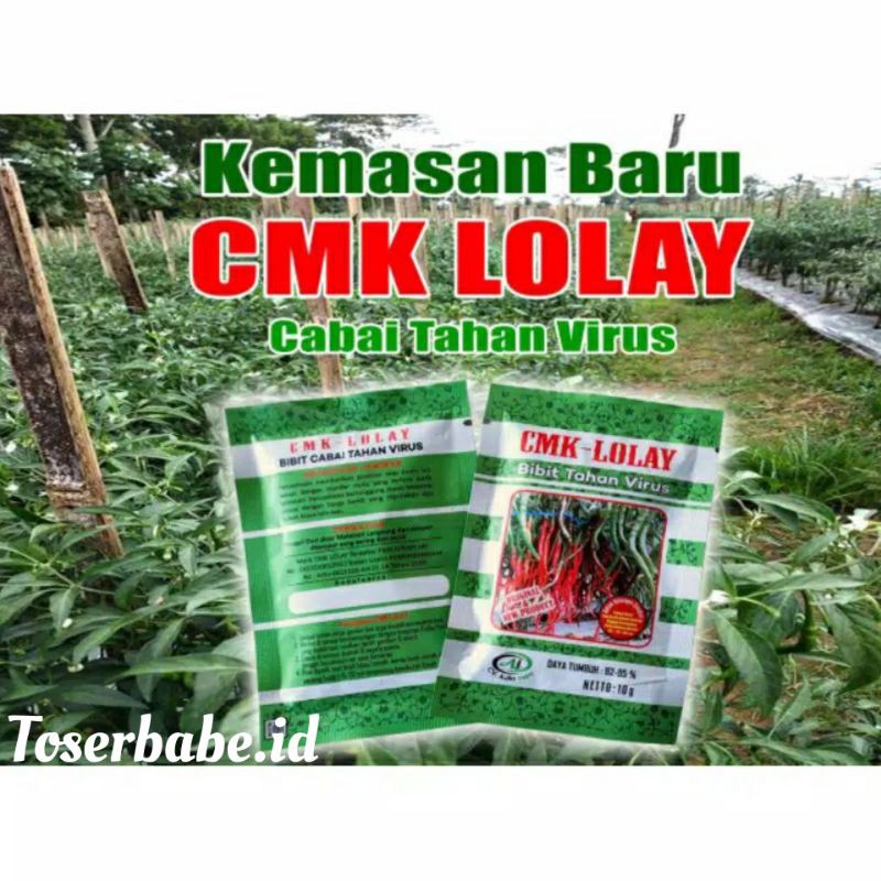 [ BISA COD ] BENIH CABAI CMK LOLAY BIBIT CABE LOLAY LOMBOK ALAY PALING UNGGUL TERLARIS
