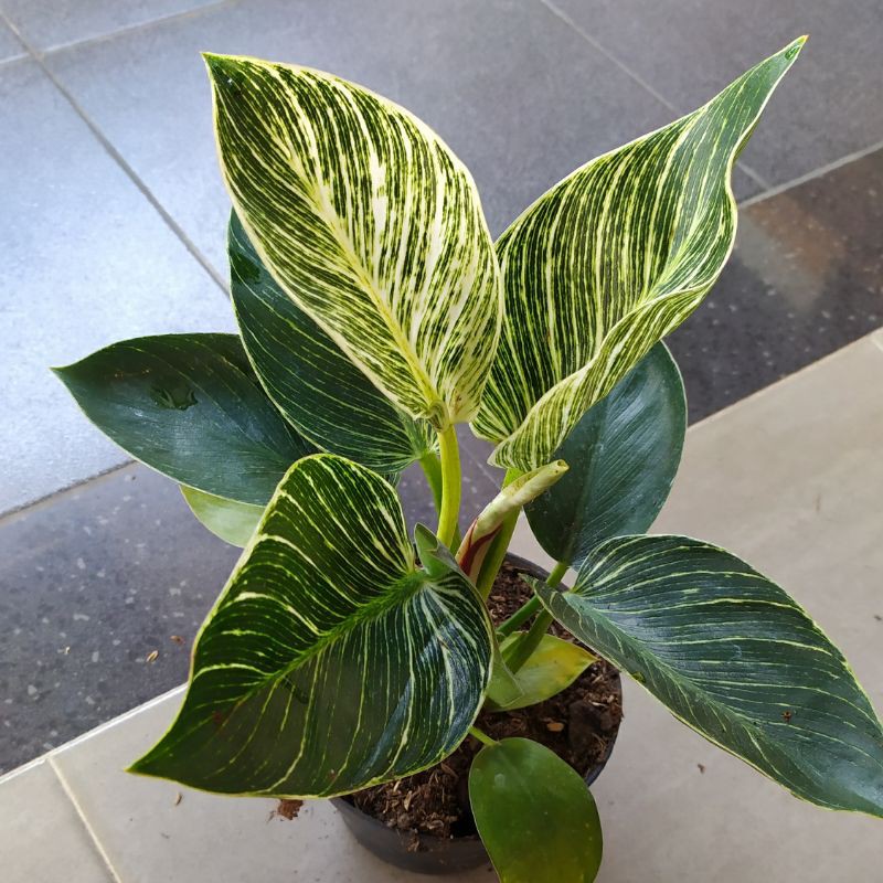 Philodendron Birkin Dewasa import/Philo birkin