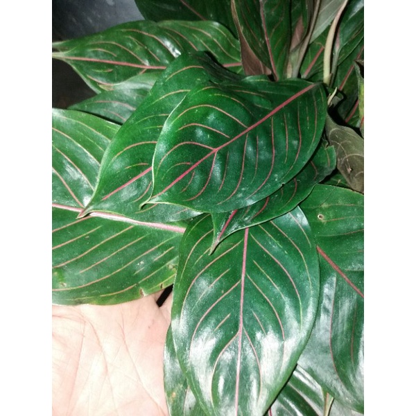 aglonema rotundum aceh hijau garis merah