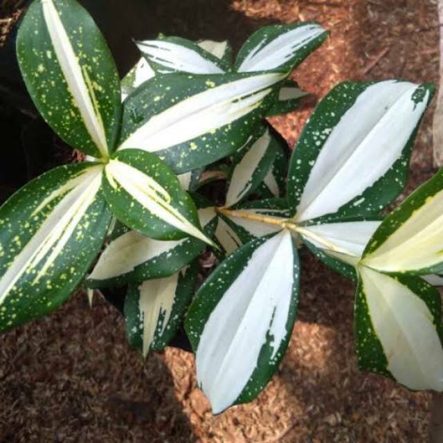 Tanaman Dracena milky way - dracena salju - dracena susu