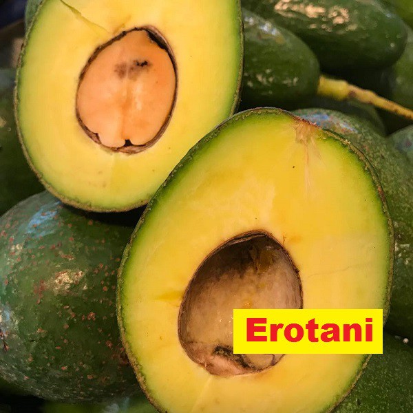 Bibit Alpukat Miki Bogor Erotani