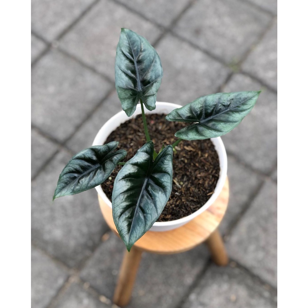 Tanaman  Alocasia Reverse / Alocasia reversa