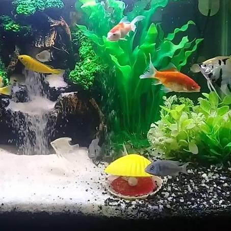 7000 Koleksi Dekorasi Aquarium Lucu Terbaik