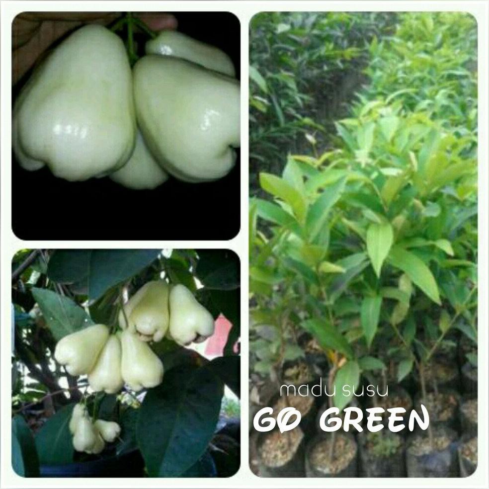 Stok Ready! Bibit Buah Jambu Air Madu Susu Putih @_$