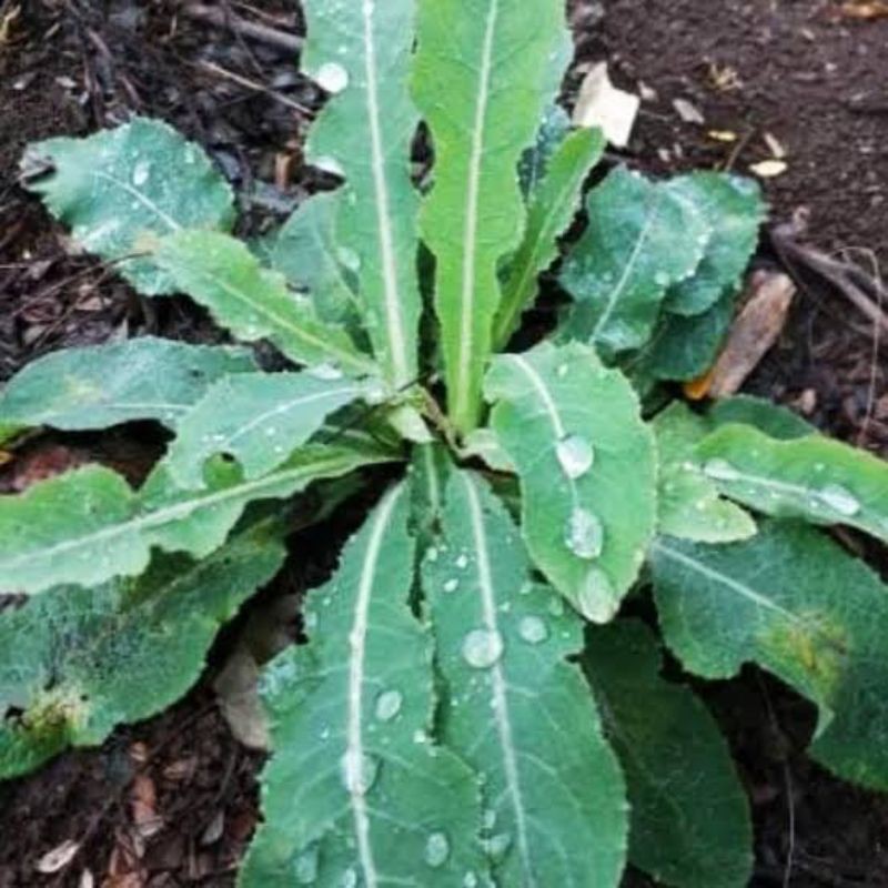 

Daun tempuyung 150grm/ tanaman / herbal / bibit tempuyung / tempuyung segar .
