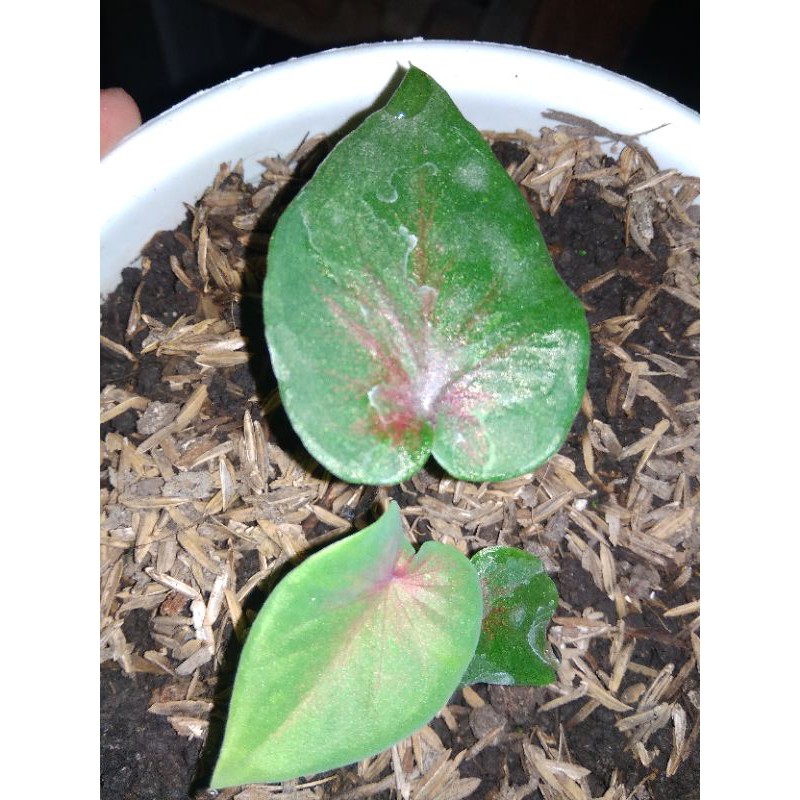 Caladium/keladi Srikandi