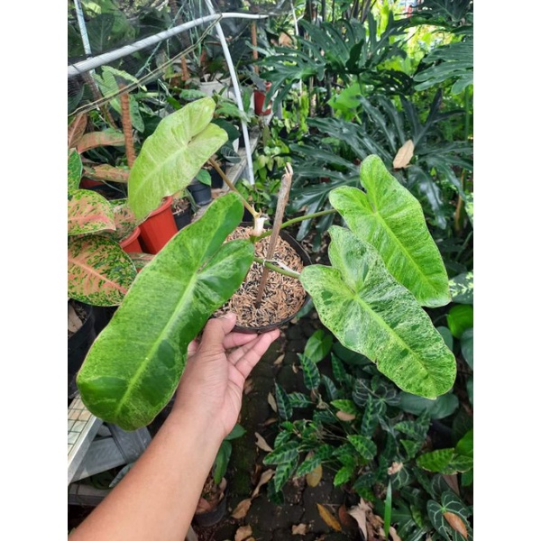 philodendron paraiso verde - paraiso verde - philodendron paraiso verde varigata