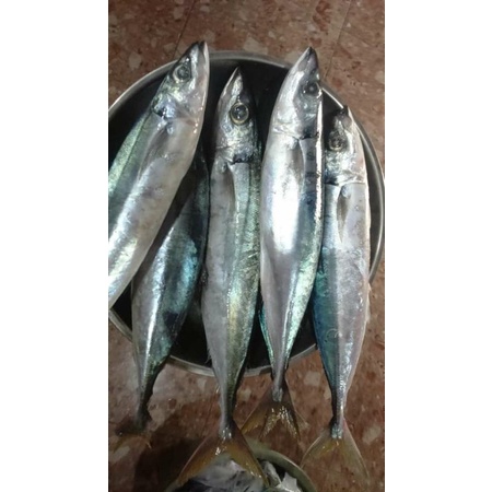 

ikan benggol segar