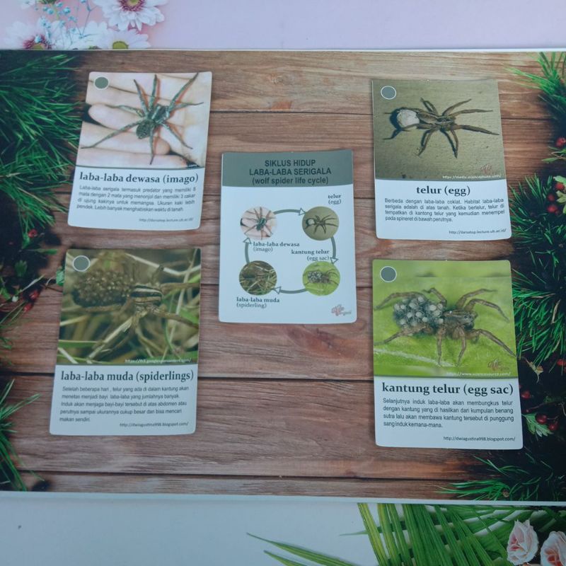 Kartu Edukasi Siklus Hidup Hewan  Laba-Laba Serigala