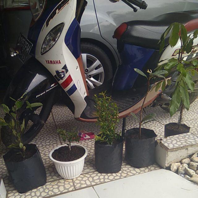 Tanaman Buah Loquat / Leci Biwa (tinggi 40-60 Cm)