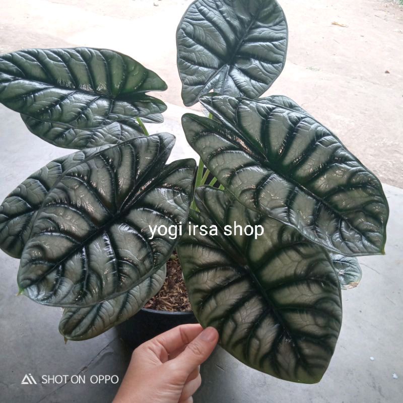 Alocasia dragon silver ASLI bukan Scale/Alokasia dragon silver/keladi silver daun tebal.