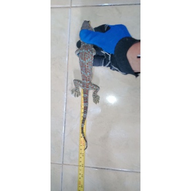Tokek Rumah ukuran 33cm 2ekor 34cm 1ekor