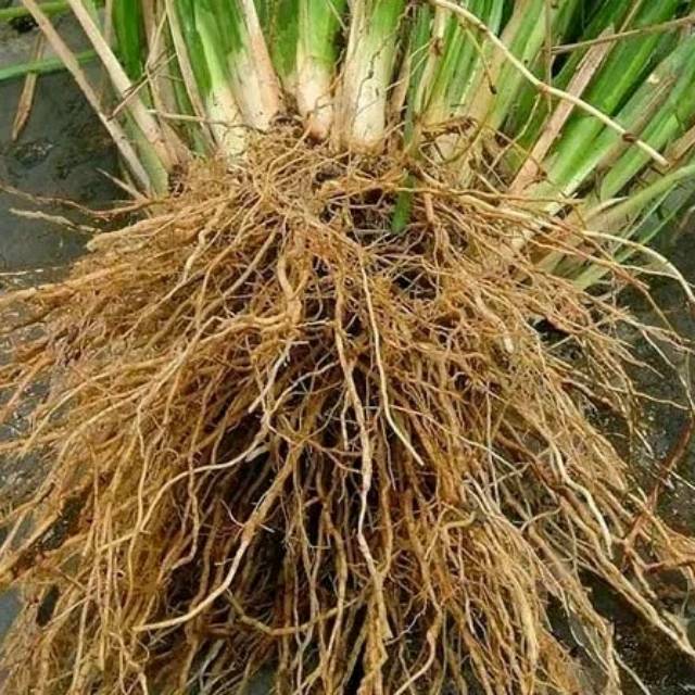 Bibit tanaman vetiver perbatang