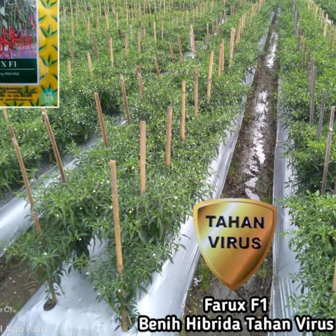 Terbaru Benih Cabe Keriting Farux F1 10 gr | Bibit Cabai Tahan Virus Cap Mutiara Bumi .. .. ..