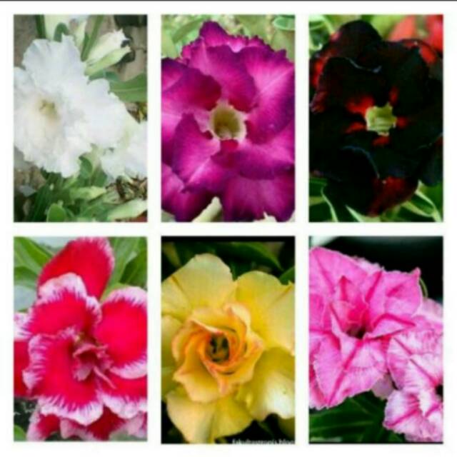 Bibit  Bunga Kamboja Triple 6 Jenis Warna