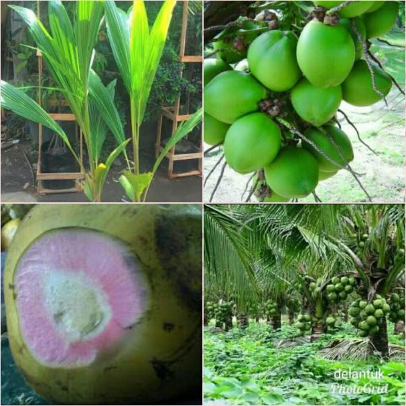 bibit kelapa ijo wulung,kelapa ijo,bibit kelapa ijo genjah