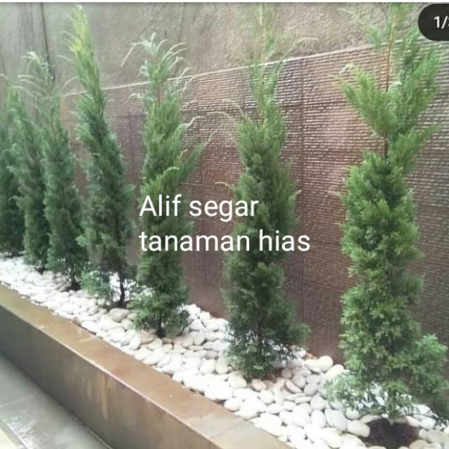 Tanaman hias Cemara lilin 1meter.