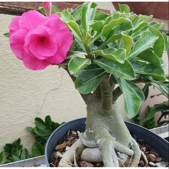 bibit tanaman adenium bunga pink bonggol besar bahan bonsai kamboja