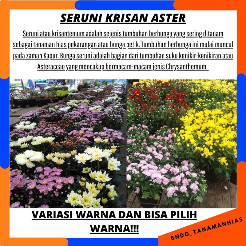 PAKET 5 POHON 5 WARNA! BUNGA KRISAN SERUNI ASTER GRADE SUPER | COD | TERMURAH!