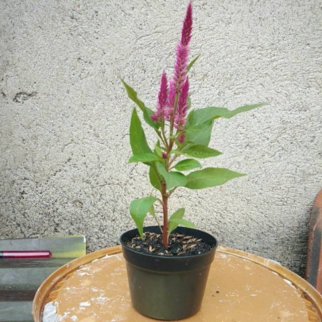Tanaman bunga celosia
