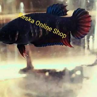 Ikan Cupang Aduan Betina Mds Medan Super Shopee Indonesia