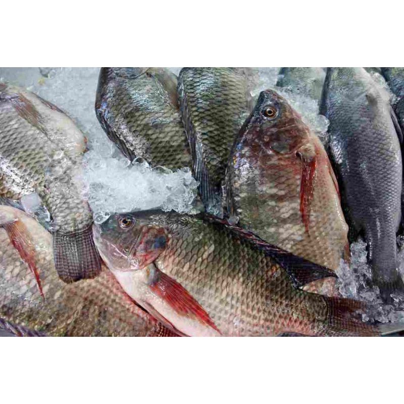 

ikan mujair fresh 1kg