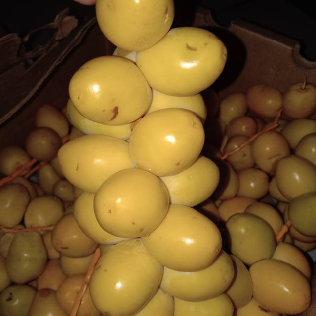 

Kurma Muda Kemuning , Hijau , dan merah