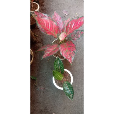 paket 5 aglonema red king//black pos