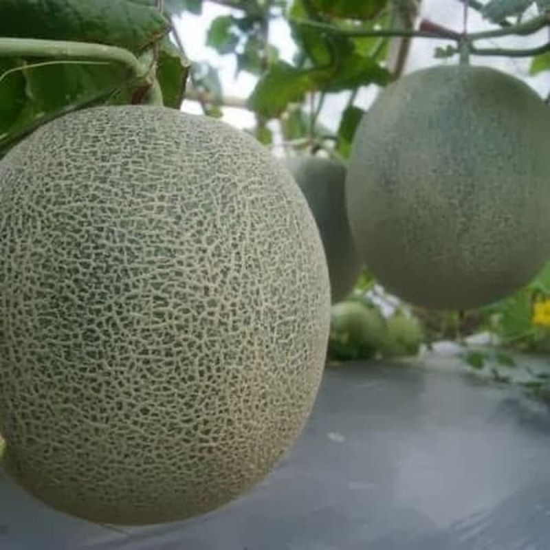 Bibit Melon Hijau Hibrida F1 - Benih Buah