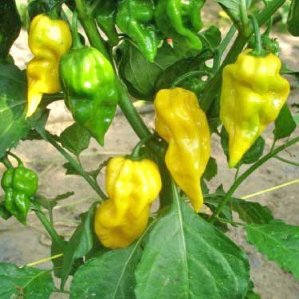 Benih-Bibit Cabe Super Pedas Habanero Lemon (Haira Seed)