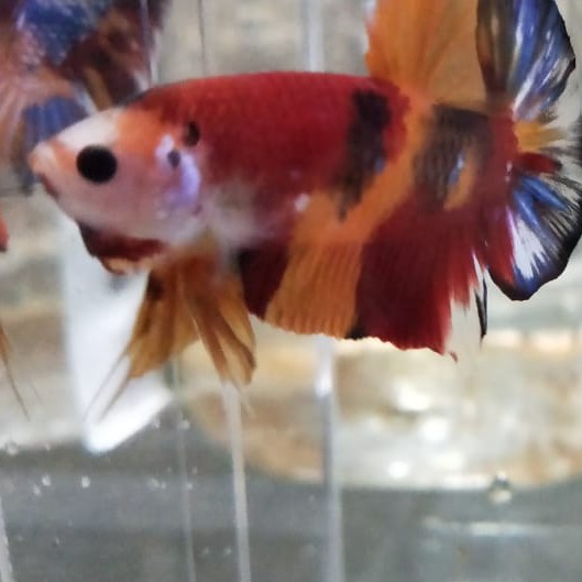 Cupang nemo multicolour dewasa real pic