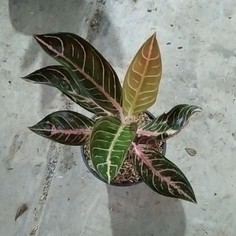 aglonema pride of sumatra