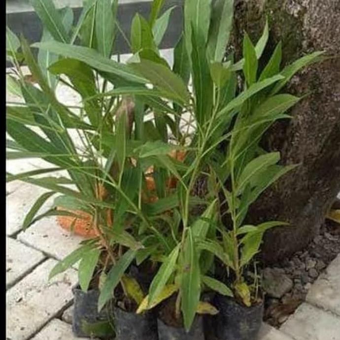W4Ge Bibit Pohon Tabebuya - Bunga Tabe Buya - Tanaman Hias Bunga Tabebuia
