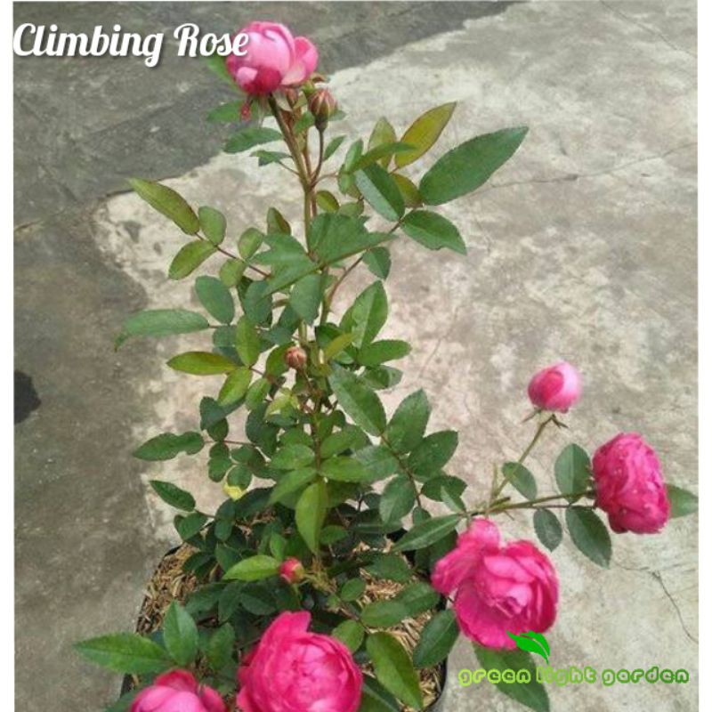 Bunga Mawar Rambat / Climbing Rose