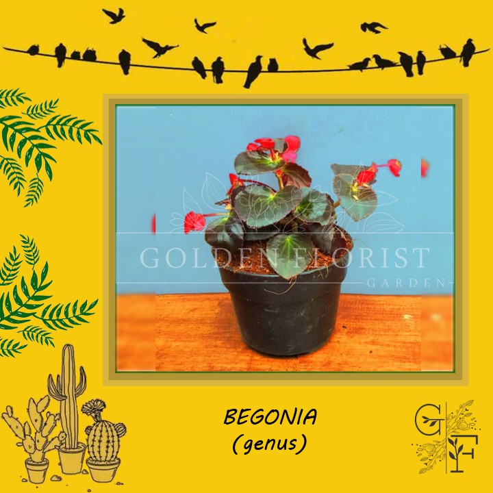 BEGONIA MERAH / DAUN COKLAT