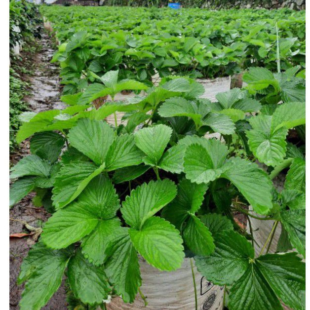 bibit strawberry mencir strawberry ciwidey | bibit strawberry  5 paket