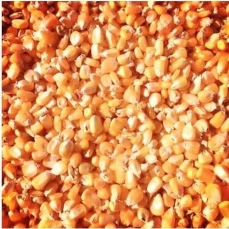 

JAGUNG PIPILAN KERING KILOAN