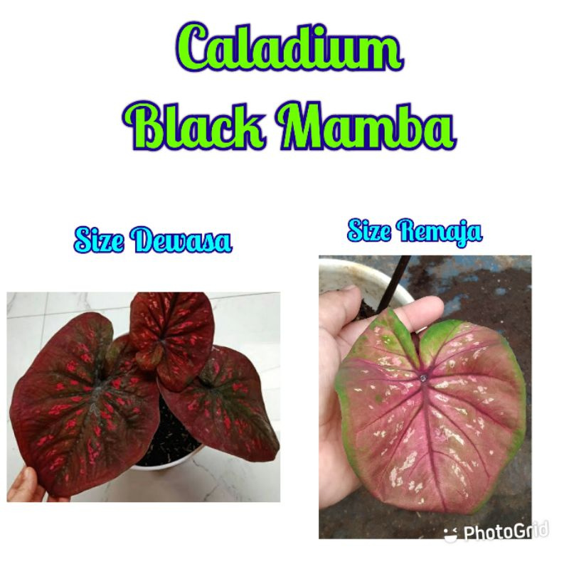 Size Remaja Caladium Black mamba (Tanpa Pot)