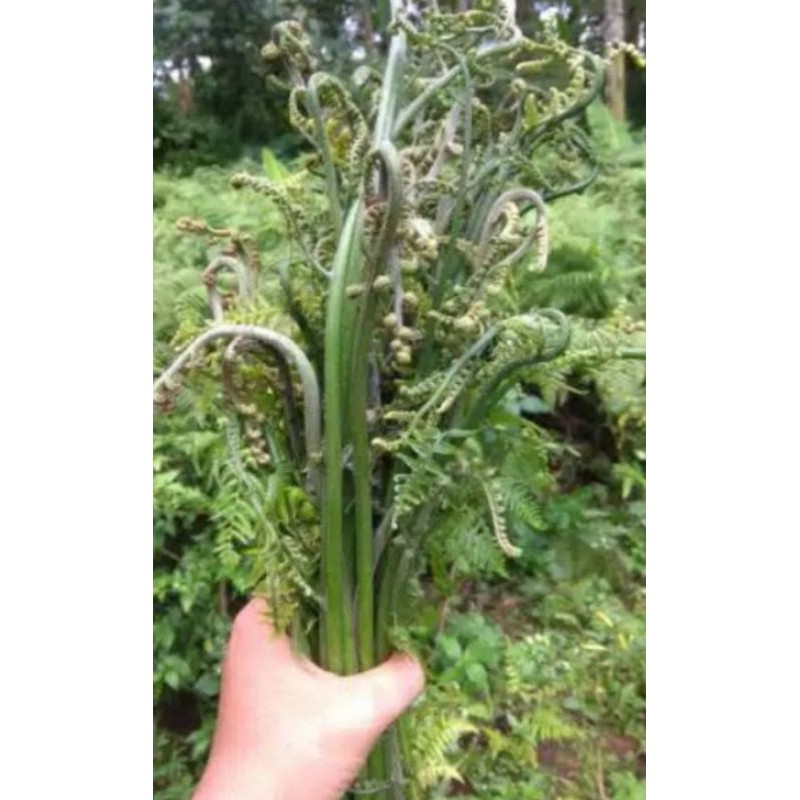 

bibit tanaman pakis sayur 14000/5pcs
