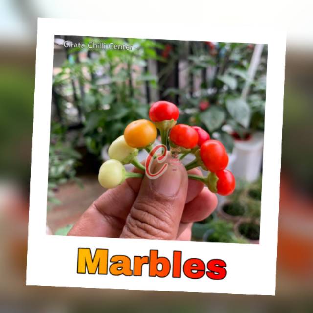 

Buah / Biji MARBLES