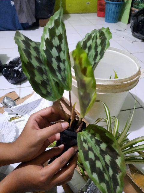 Tanaman Hias Calathea Merak/meranti Kencur