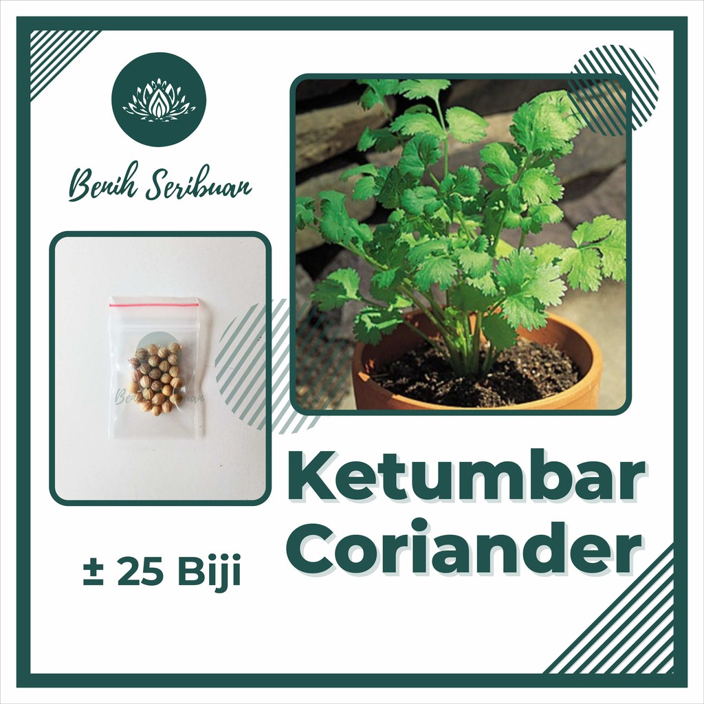 25 Bibit Coriander Daun Ketumbar Favor Herb Benih Sayuran Herba Known You Seed Tanaman Obat Herbal