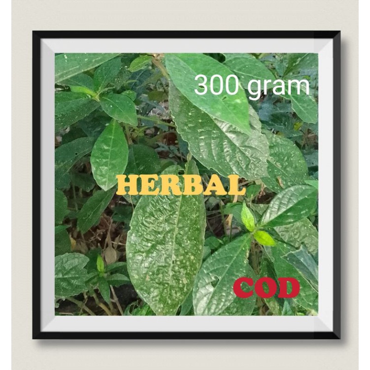 

Daun Herbal Keji Beling Untuk Diabetes Tumor Batu Ginjal Ambeien