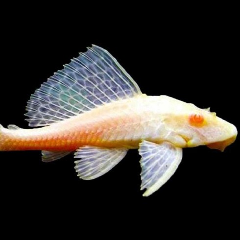 ikan hias sapu2 albino