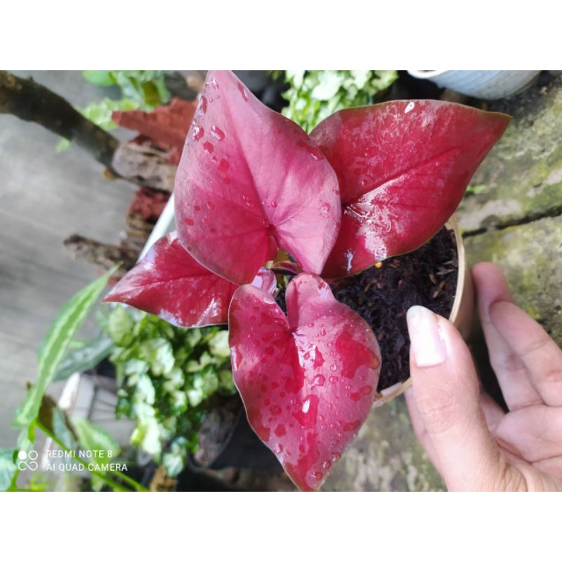 Caladium Hybrid